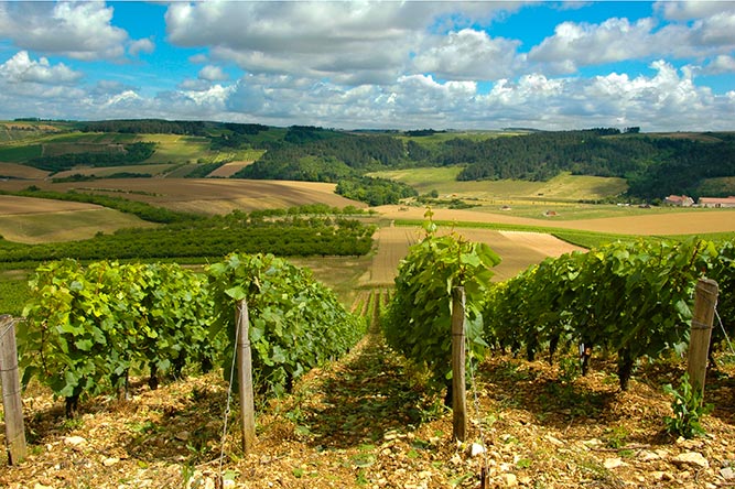 Best Wine Experiences in the South of France 2 French Vineyard Property