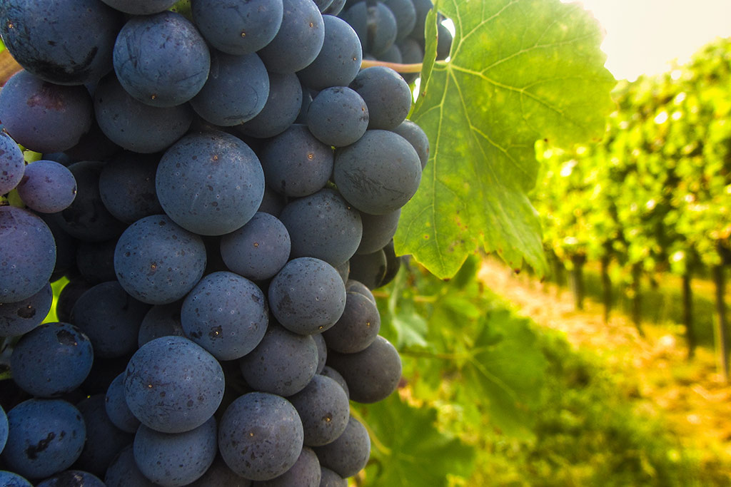 Buying a French Vineyard? What You Need to Know 2 hobby vineyard in france