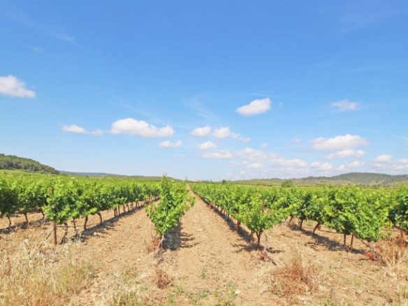 Vineyard in Narbonne 2