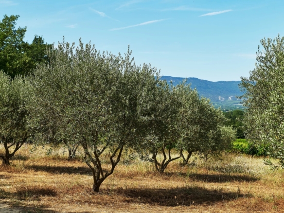 16 Bedroom Vineyard in Villelaure 2