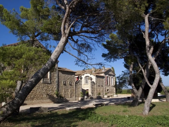 Vineyard in Orange 2