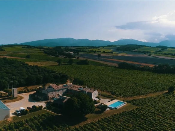Vineyard in Orange 26
