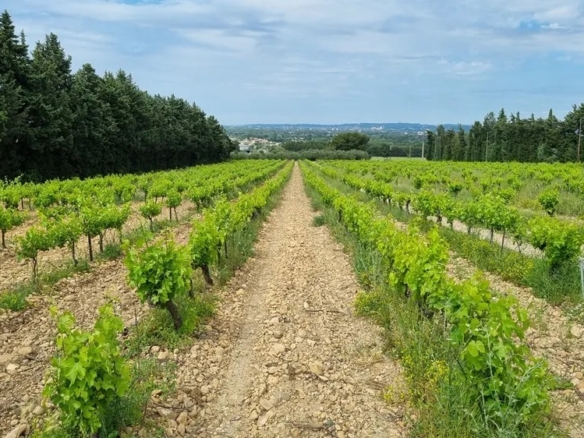 6 Bedroom Vineyard in Avignon 12