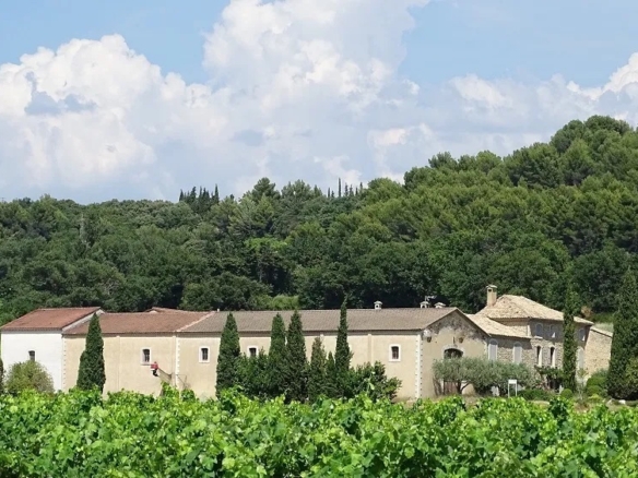 Vineyard in Bollene 3