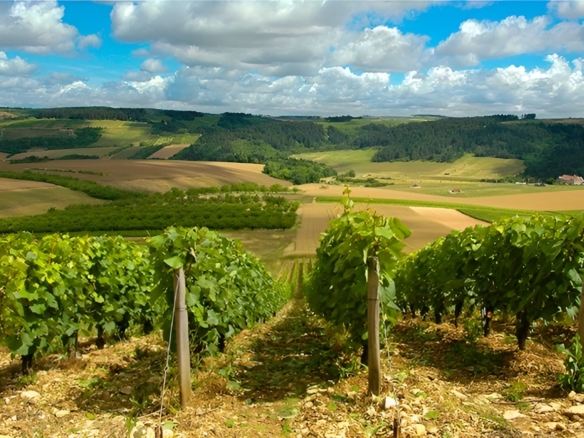 provence vineyard