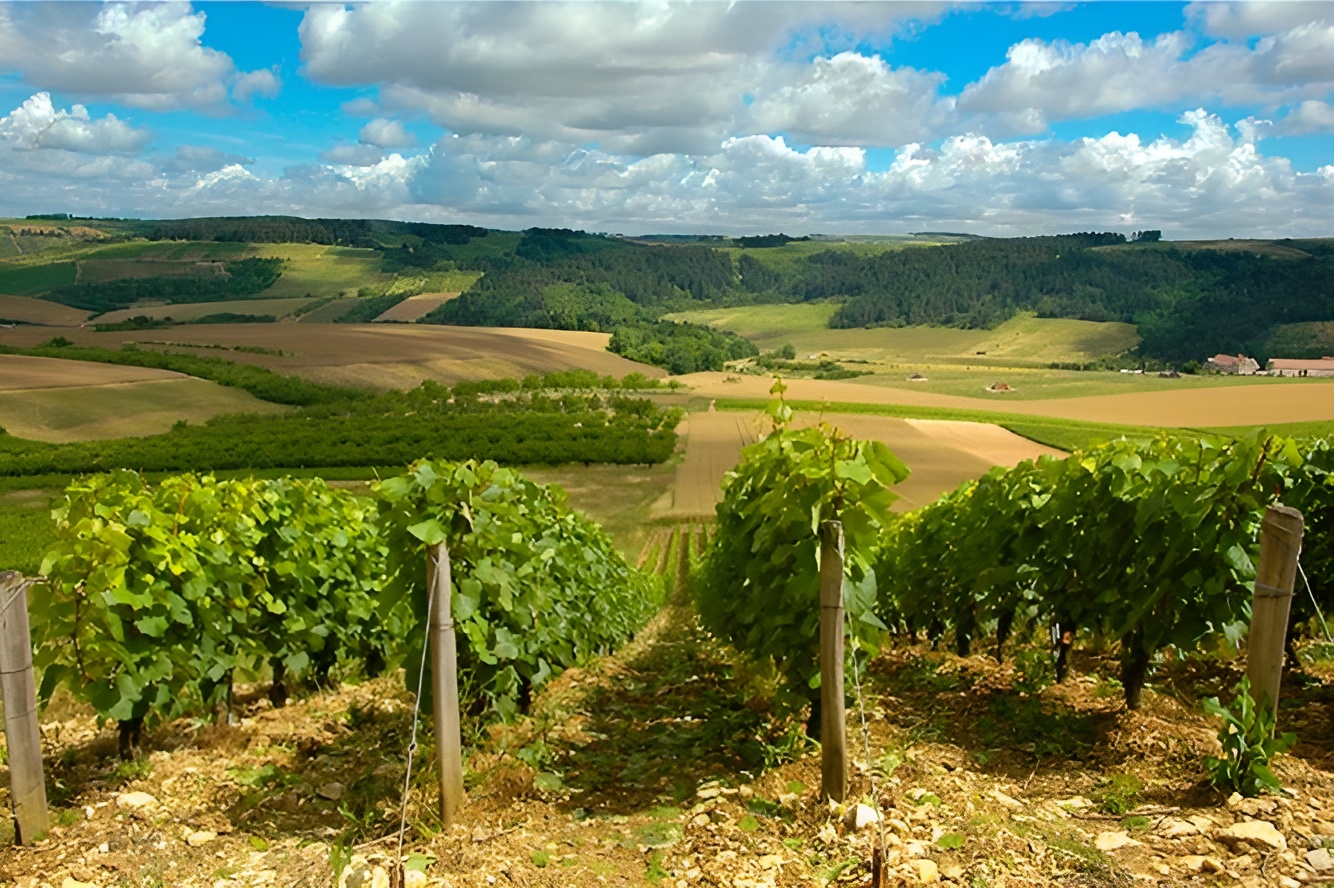 Image of a provence vineyard with lines of vines disappearing into the distance