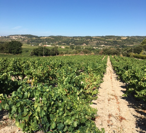 1 Bedroom Vineyard in Seguret 20